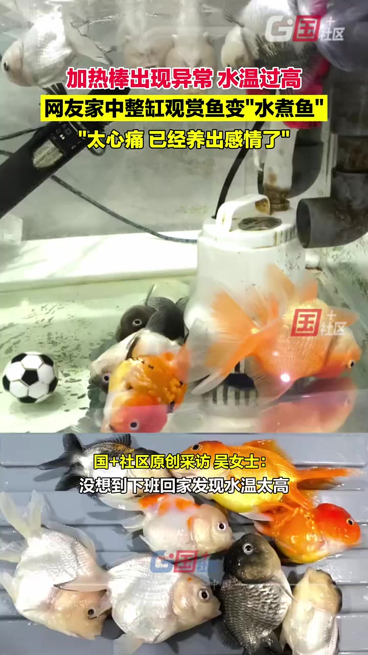 因加熱棒出現(xiàn)異常水溫過高，網(wǎng)友家中整缸觀賞魚變“水煮魚”
