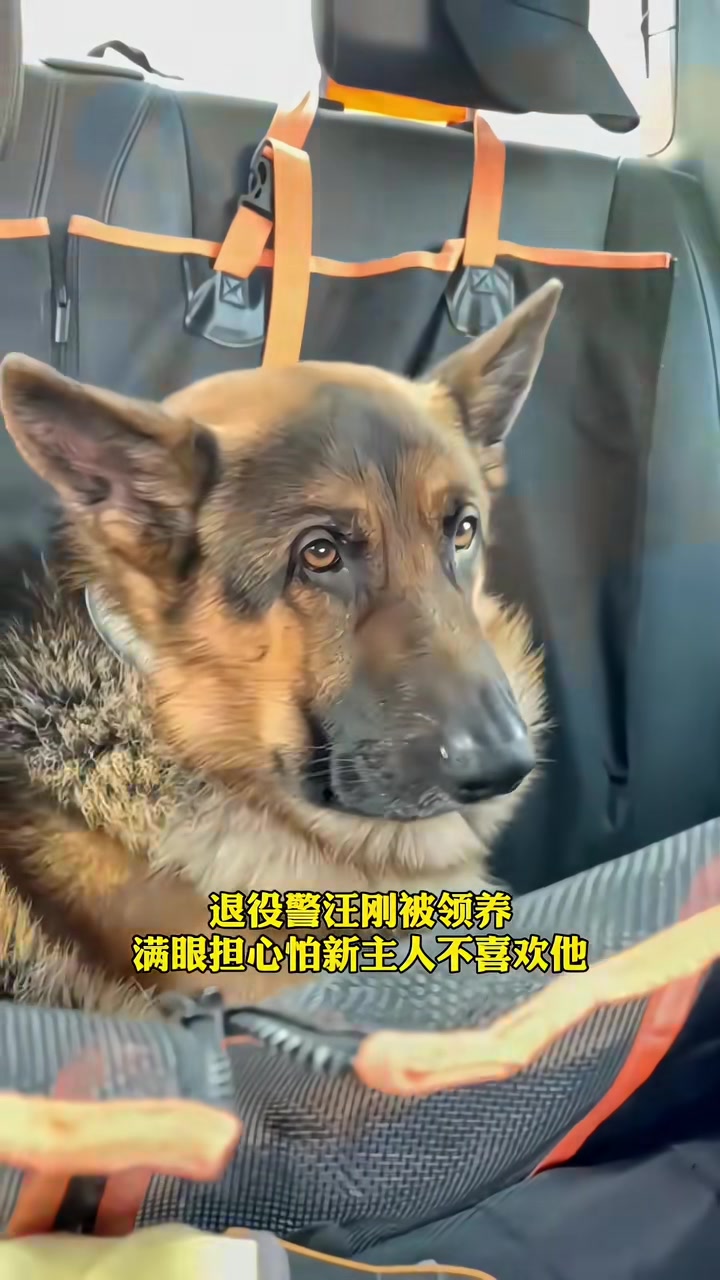 退役警汪刚被领养，警汪主动示好