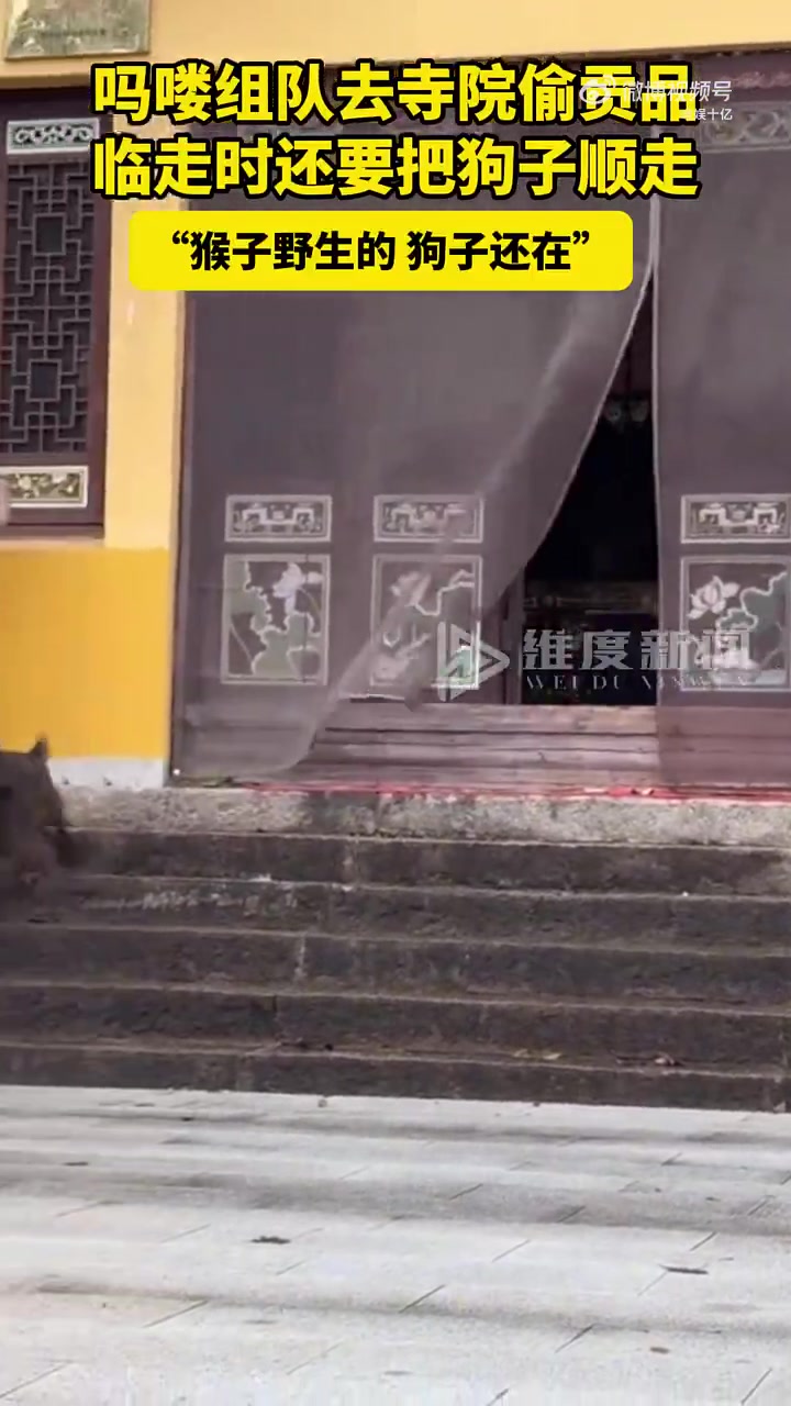 吗喽组队偷寺院贡品，临走想顺走狗子，“猴子野生，狗子还在”