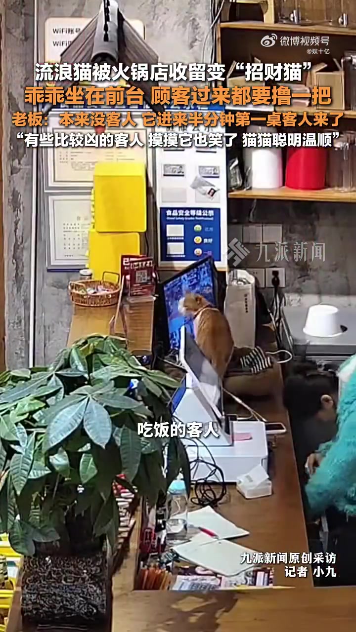 12月14日重庆，店老板称收留流浪猫后生意变好，猫已成一员