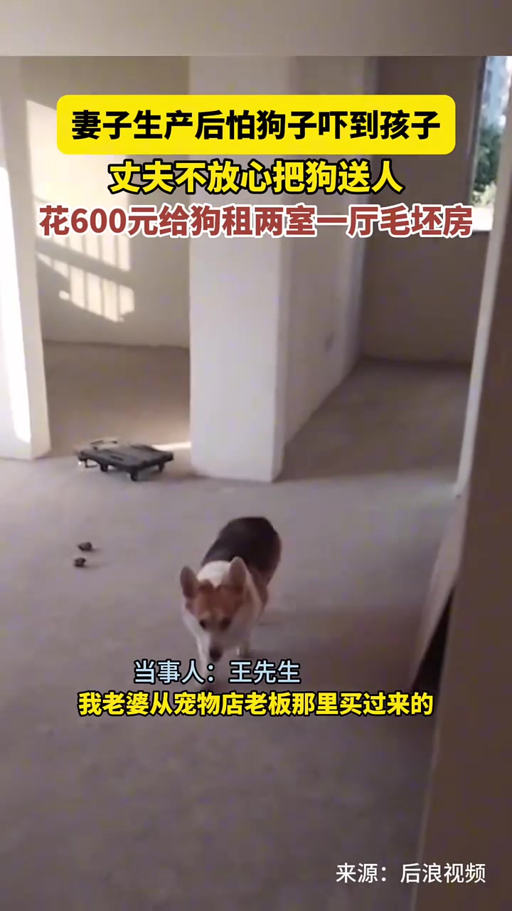 妻子生产怕狗吓孩子，丈夫花600元租毛坯房安置狗