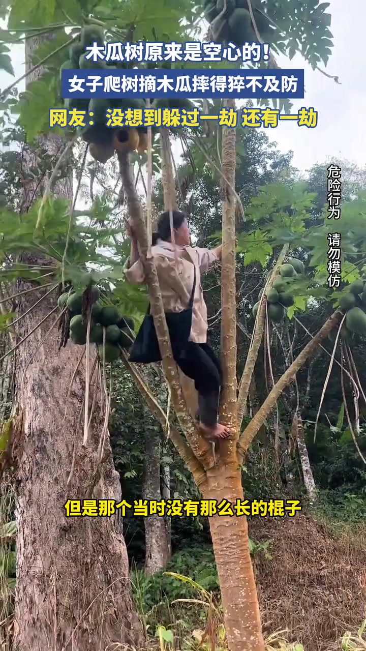 女子不知木瓜树空心，爬树摘木瓜摔得猝不及防