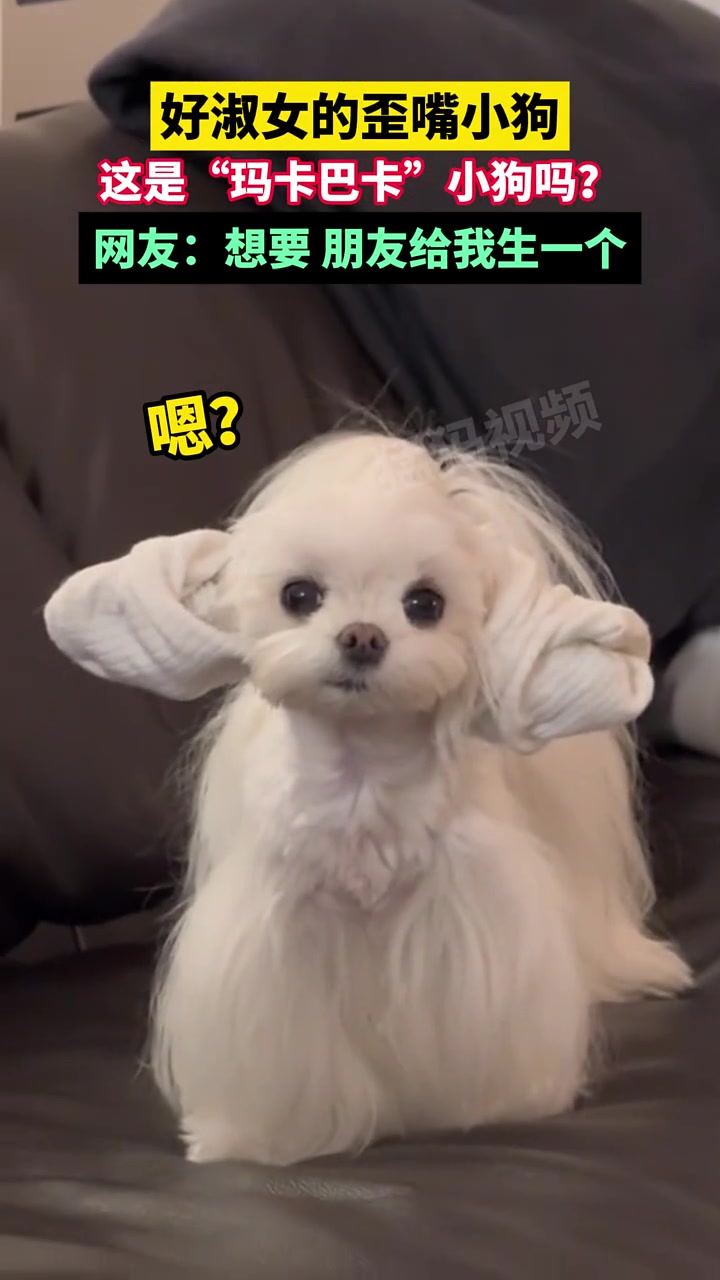 好淑女的歪嘴小狗，这是“玛卡巴卡”小狗吗