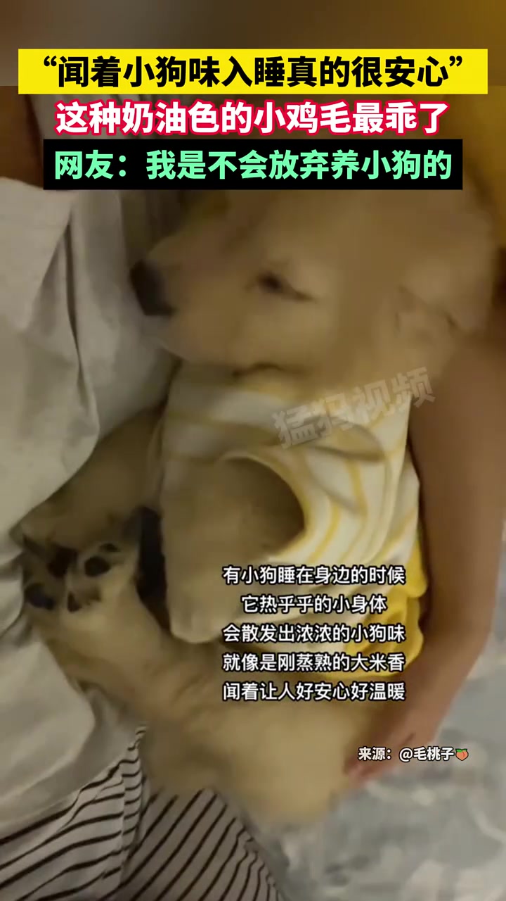 这种奶油色的小鸡毛最乖了，网友：我是不会放弃养小狗的