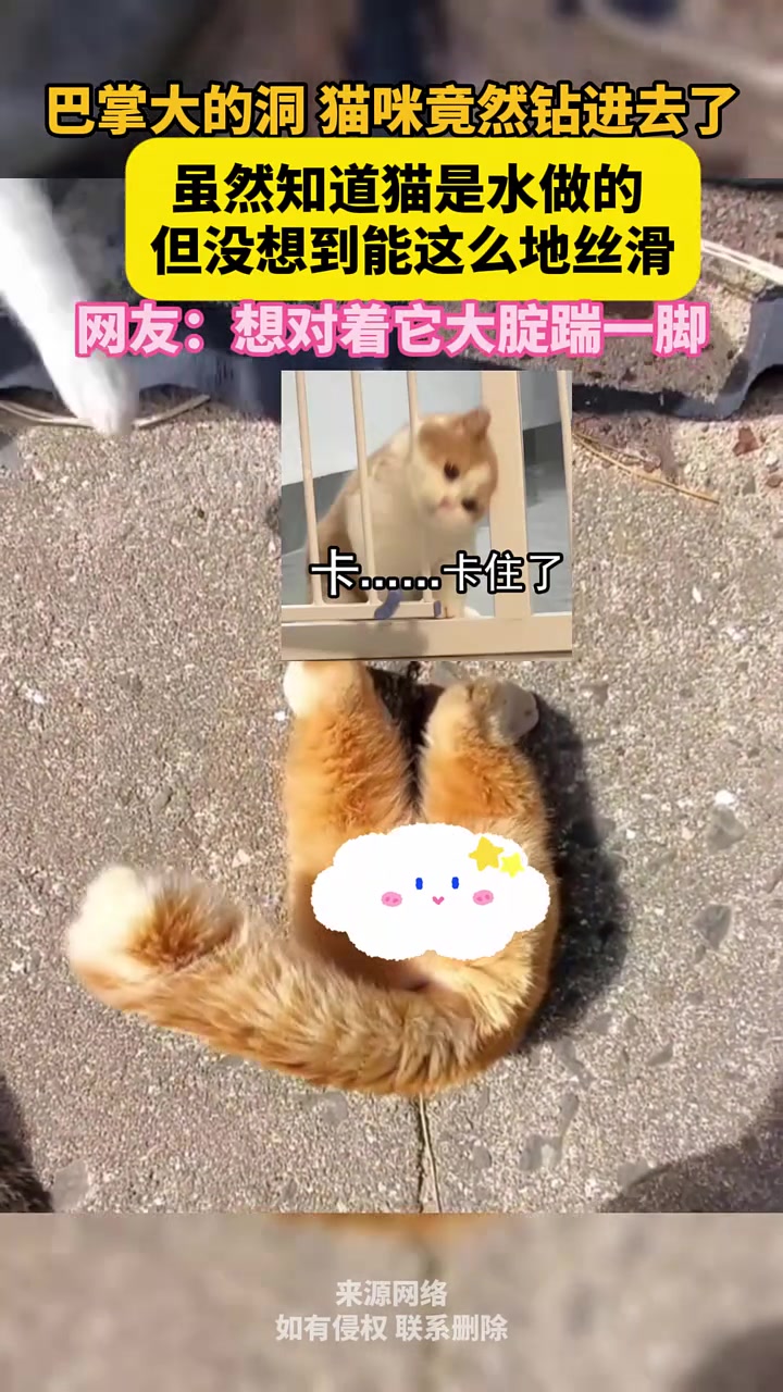 猫咪竟然钻进去了，虽然知道猫是水做的，但没想到能这么地丝滑