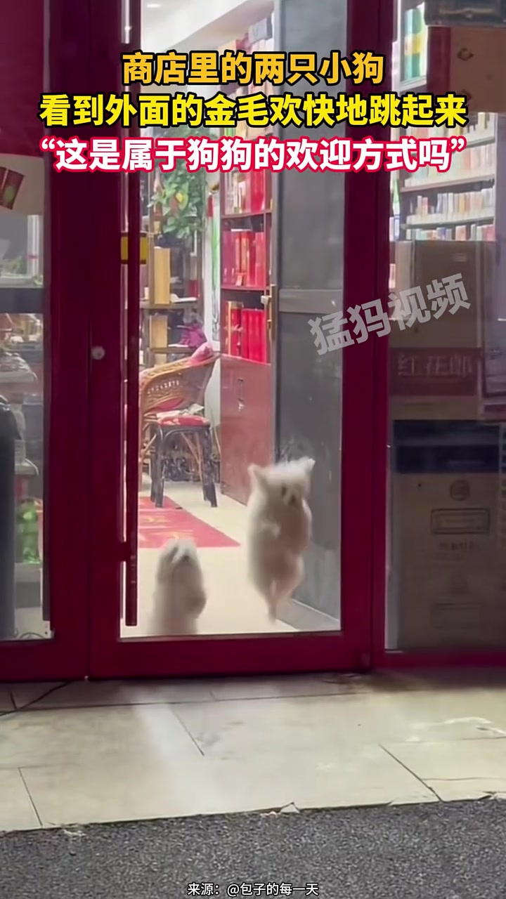 商店里的两只小狗，看到外面的金毛欢快地跳起来