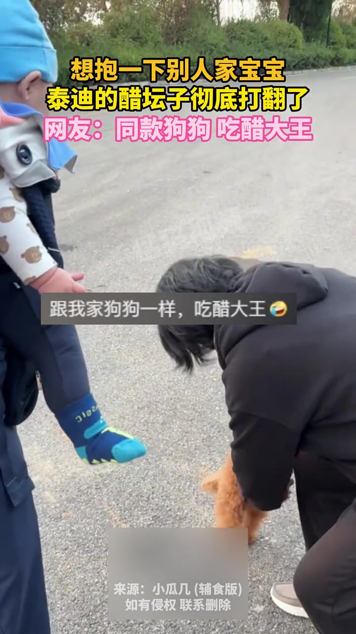 想抱一下别人家宝宝，泰迪的醋坛子彻底打翻了，网友：同款狗狗