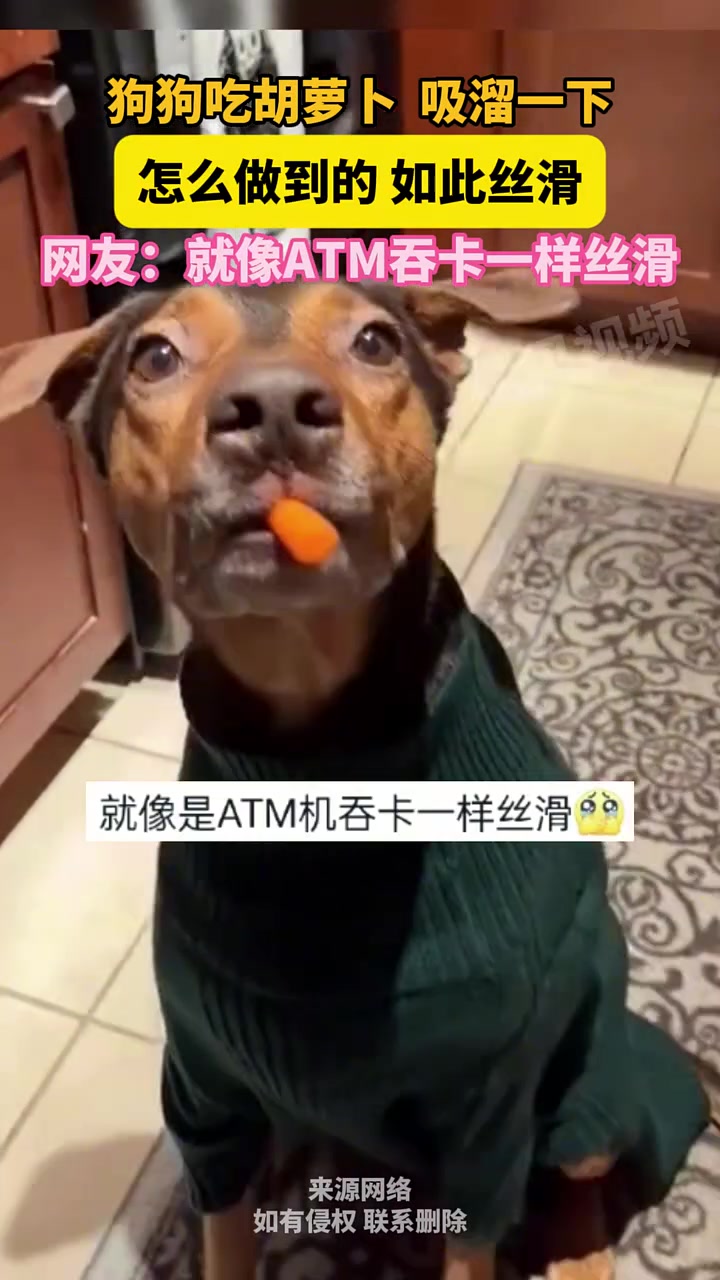 狗狗吃胡萝卜，吸溜一下，怎么做到的如此丝滑