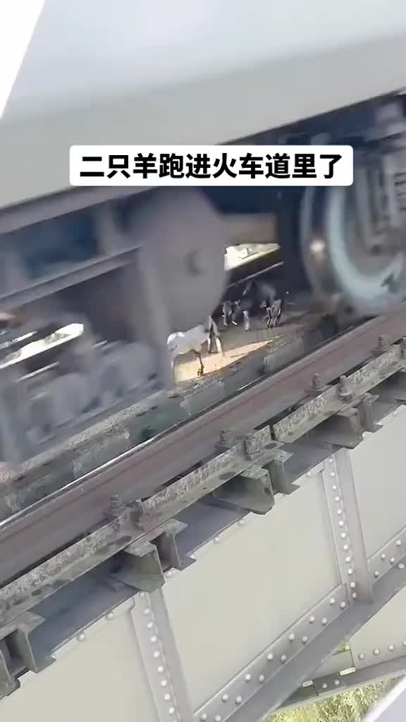 二只羊跑进火车道里了，火车正好通过，十分危险