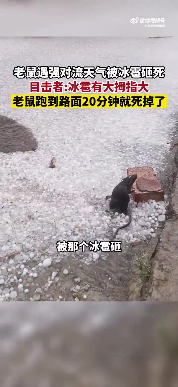 冰雹这么大，把老鼠都砸死了