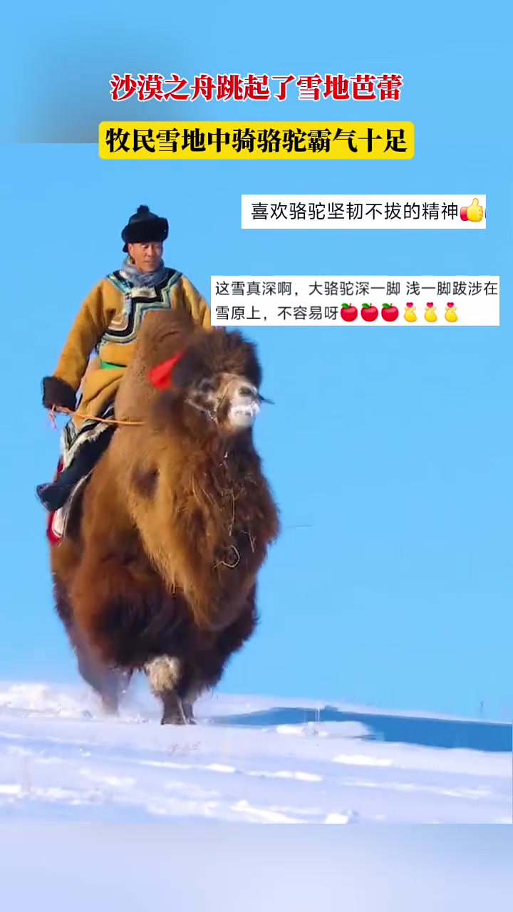 沙漠之舟跳起了雪地芭蕾，牧民雪地中骑骆驼霸气十足