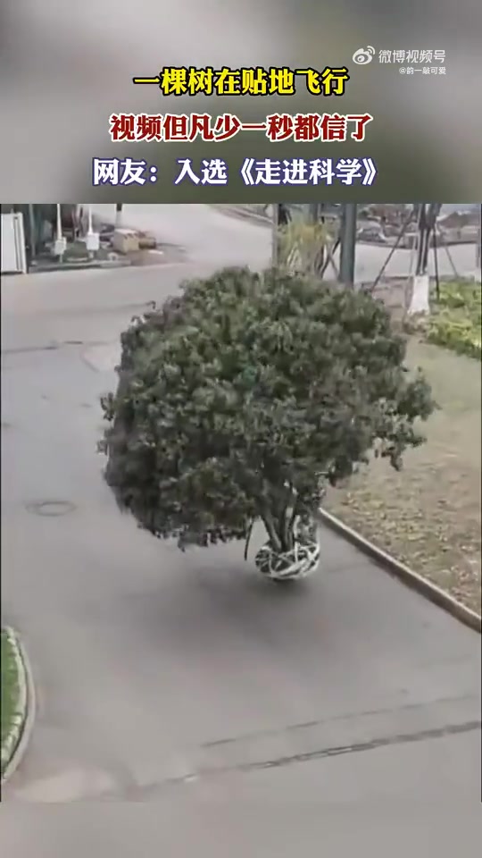 一棵树在贴地飞行，视频但凡少一秒都信了