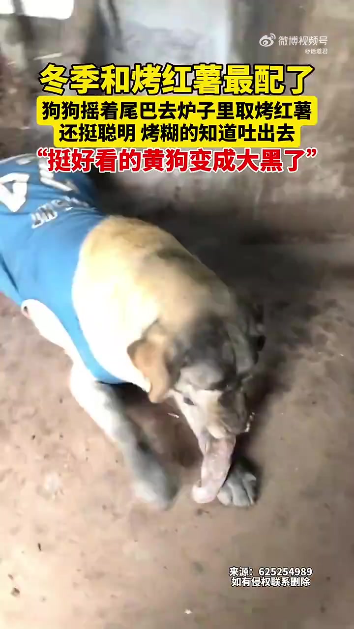 冬季和烤红薯最配了，狗狗摇着尾巴去炉子里取烤红薯