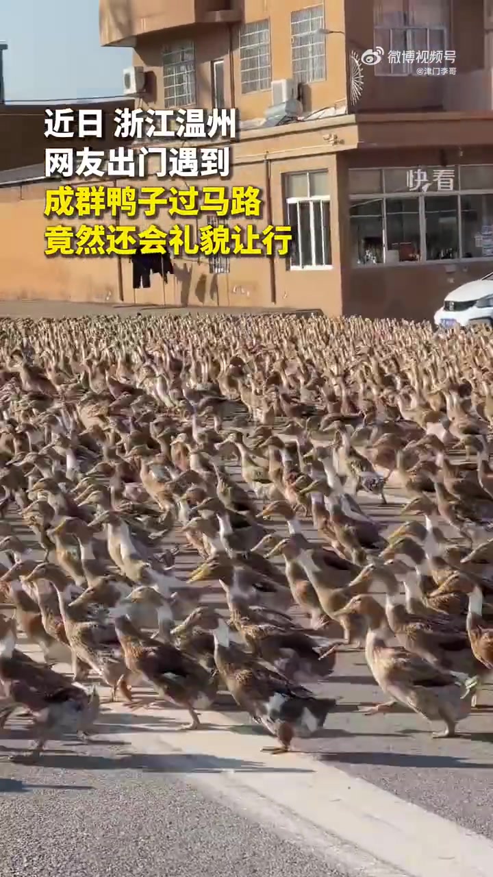 网友出门遇到成群鸭子过马路，竟然还会礼貌让行