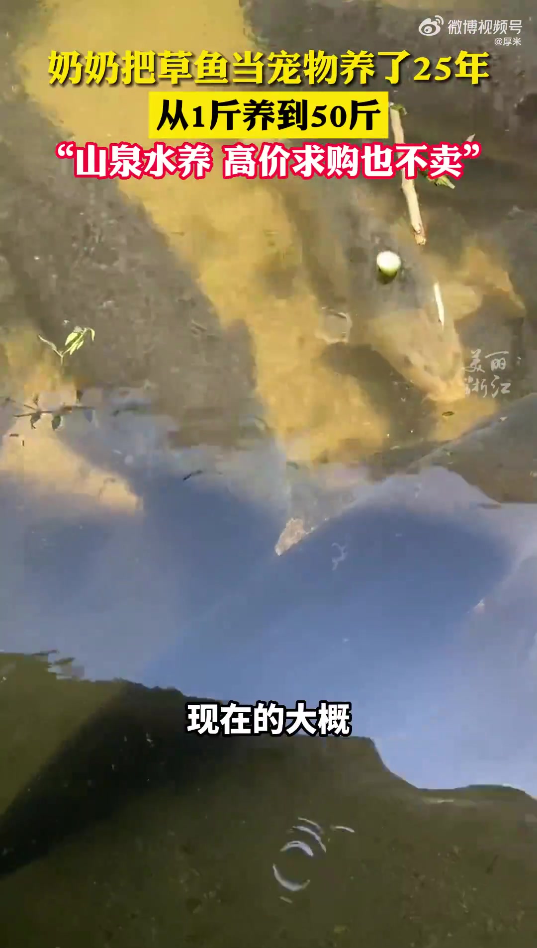 老奶奶把草鱼从一斤养到50斤重，她说：用山泉水来养！