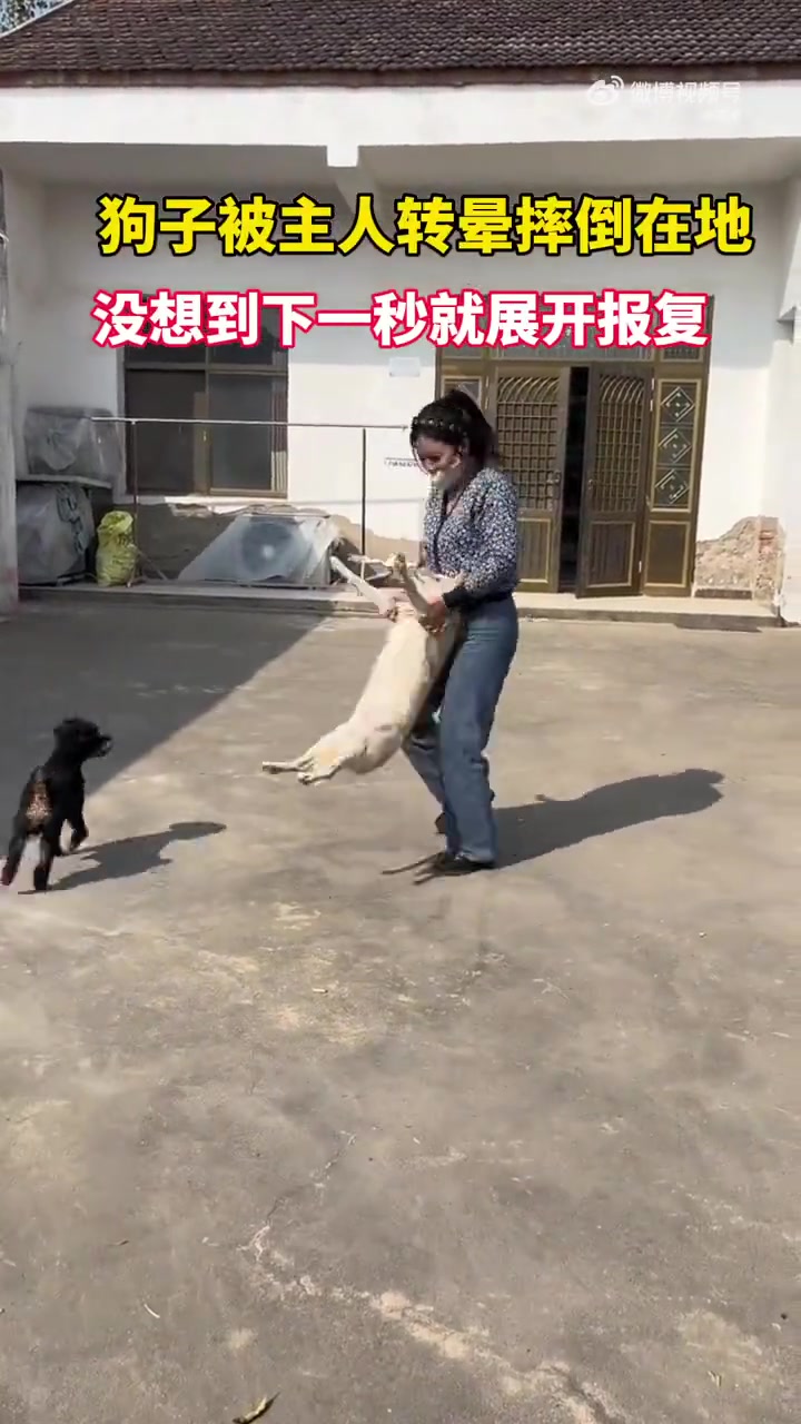 狗子被主人转晕摔倒在地，没想到下一秒就展开报复