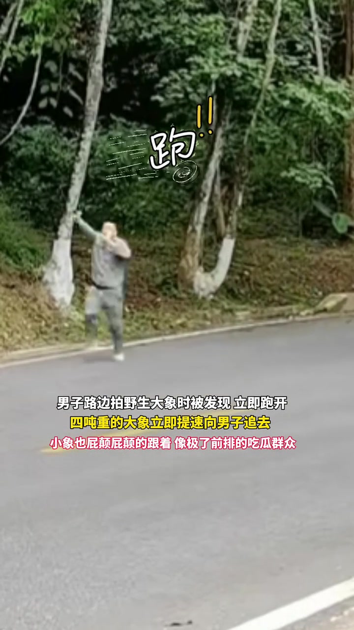 男子路边拍野生大象时被发现立马跑走