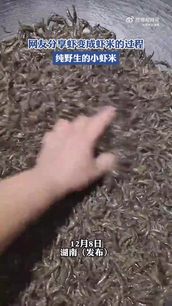 网友分享纯野生小虾米的形成过程