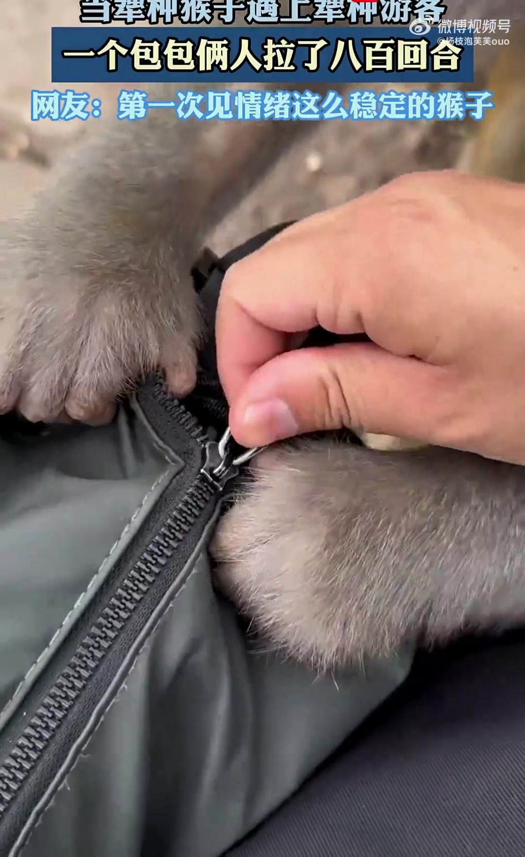 当犟种游客遇上犟种猴子，一个包包俩人拉了八百回合