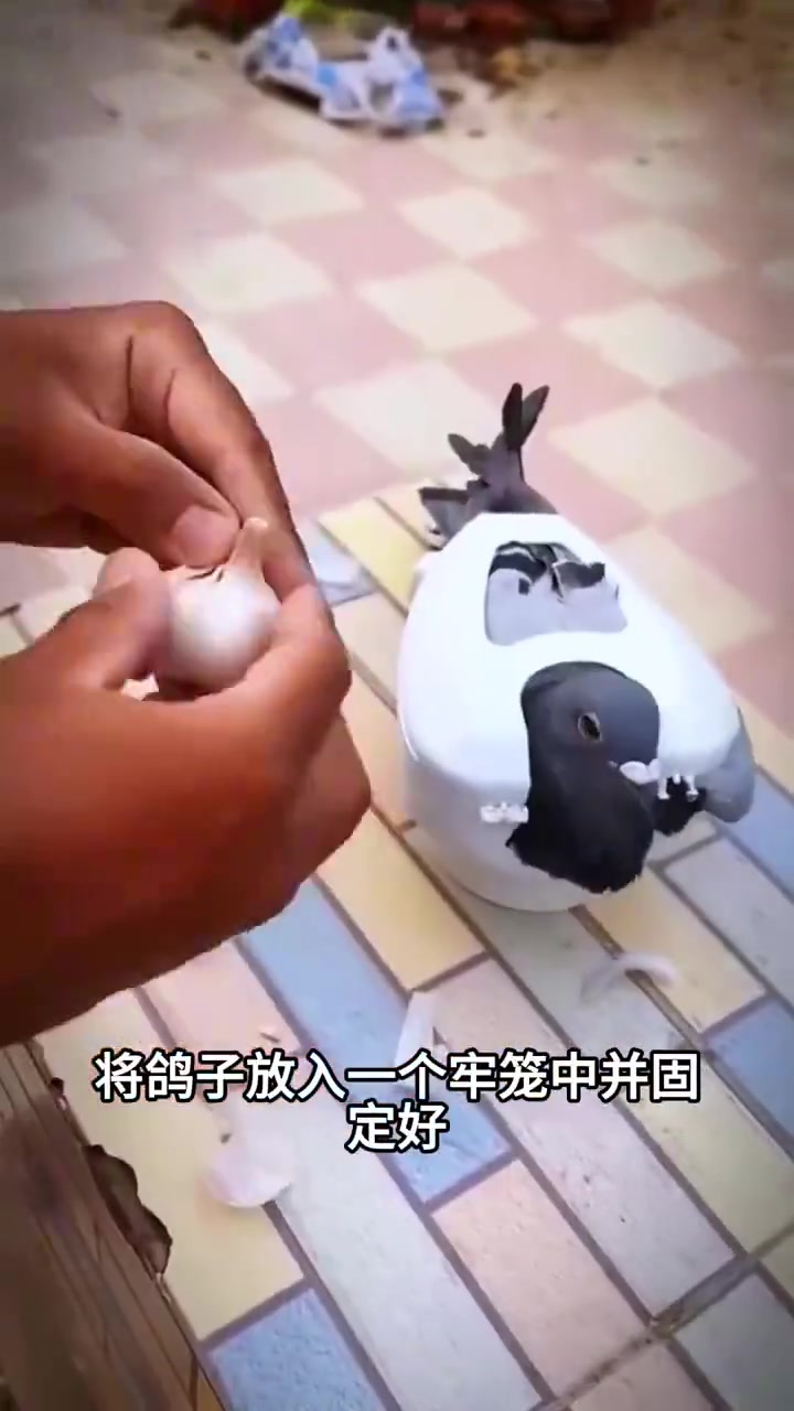 这大蒜不会对鹰酱有威胁吧！
