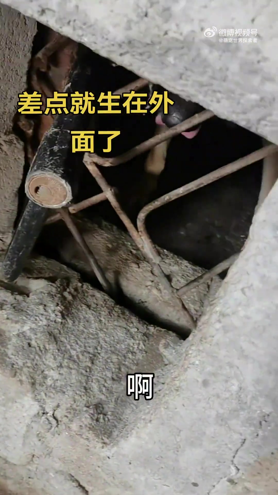 差点就在外面生产了，急坏了我家的狗狗，狗都知道要回到窝里生产