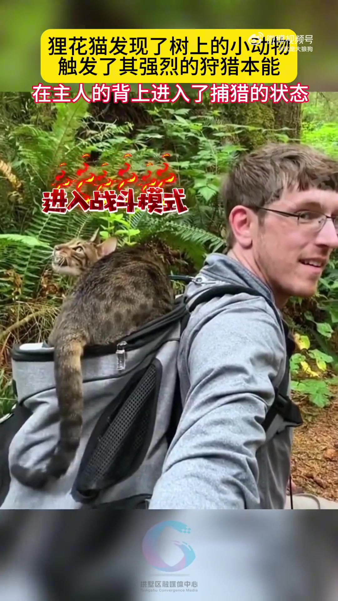 狸花猫察觉到树上的小生物，激发了它强烈的捕猎欲望