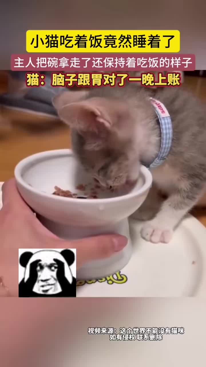 这猫好养活，光喝点西北风就行！