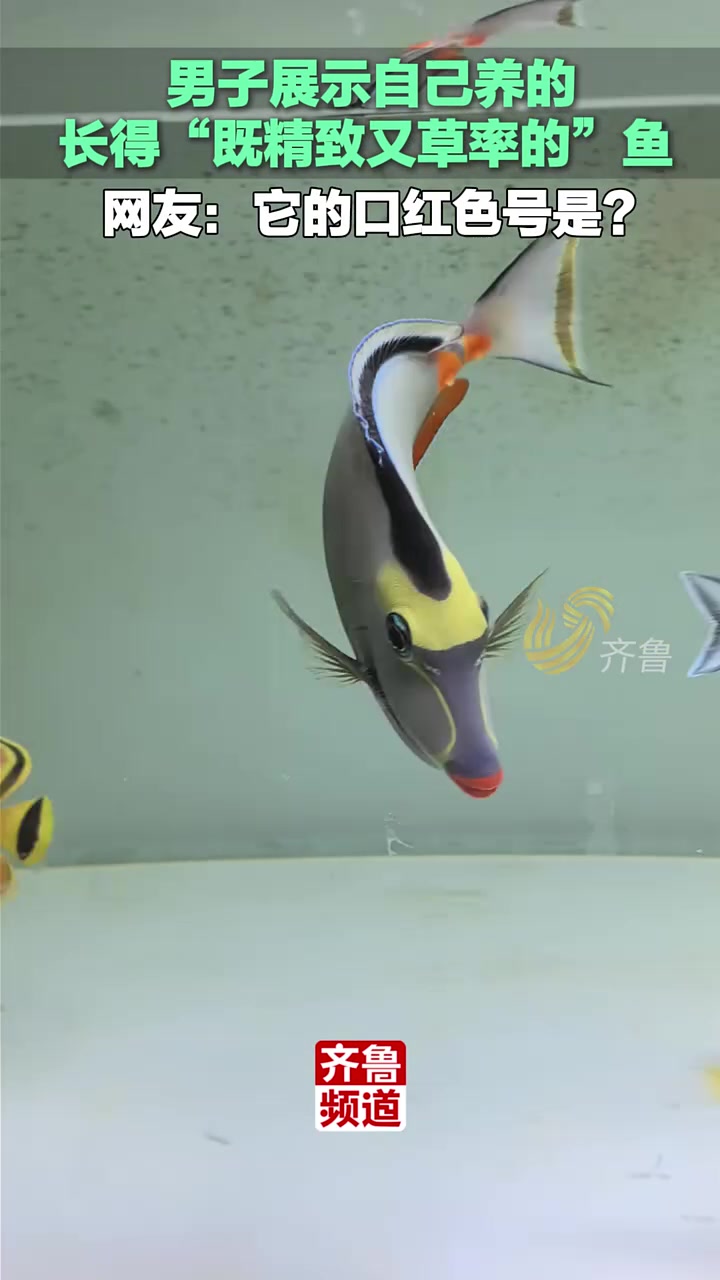 男子展示自己养的“既精致又草率的”鱼，网友：它的口红色号是