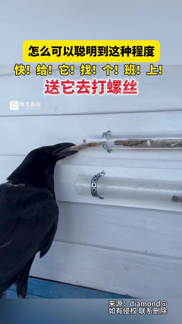 怎么可以聪明到这种程度！快给它找个班上！
