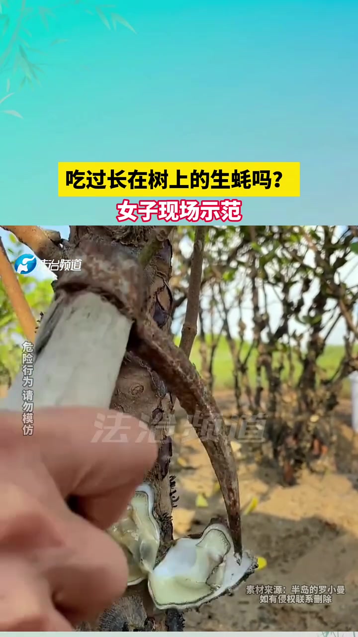 吃過長在樹上的生蠔嗎?女子現(xiàn)場示范