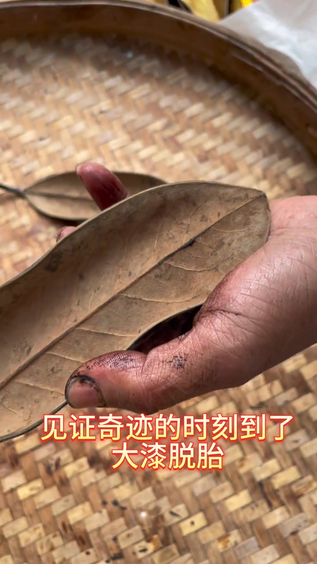 以前老家很多这种树，没想到还有这么惊艳的一面啊！