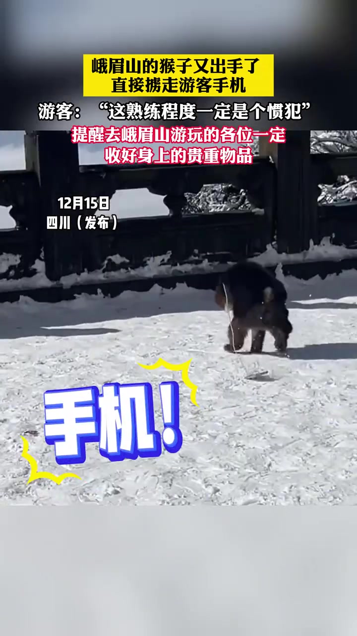 峨眉山的猴子又出手了直接掳走游客手机！