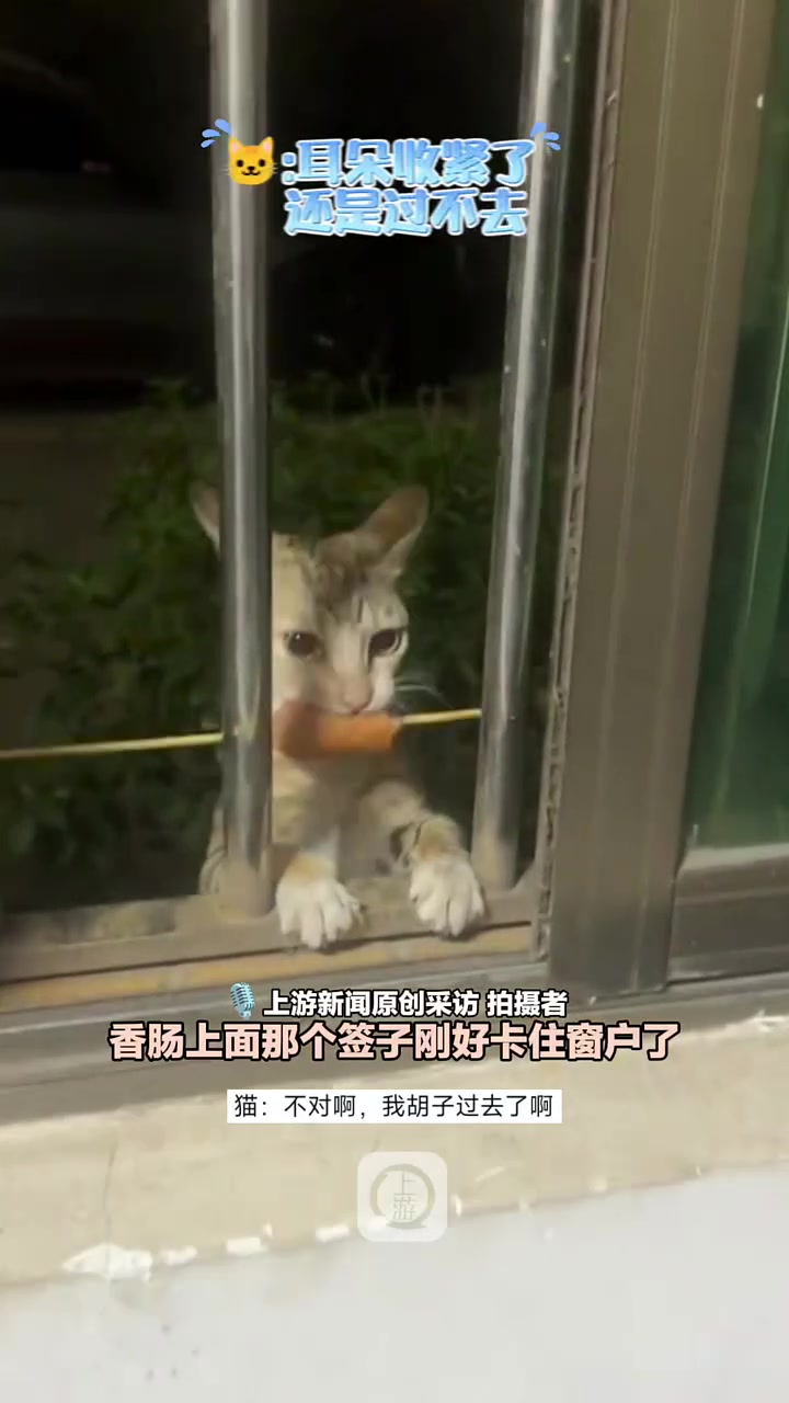 “猫咪叼着香肠翻窗进屋被签子难住，失败多次仍不放弃