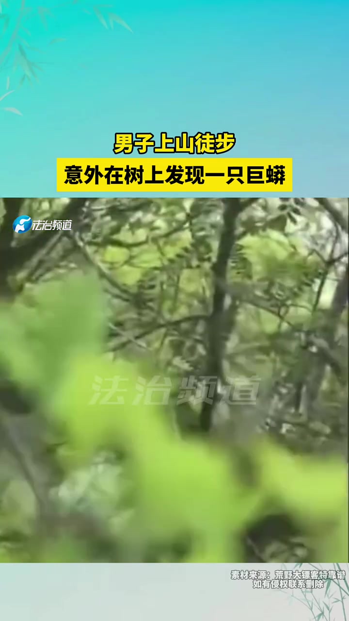 男子上山徒步，意外在树上发现一只巨蟒！！！
