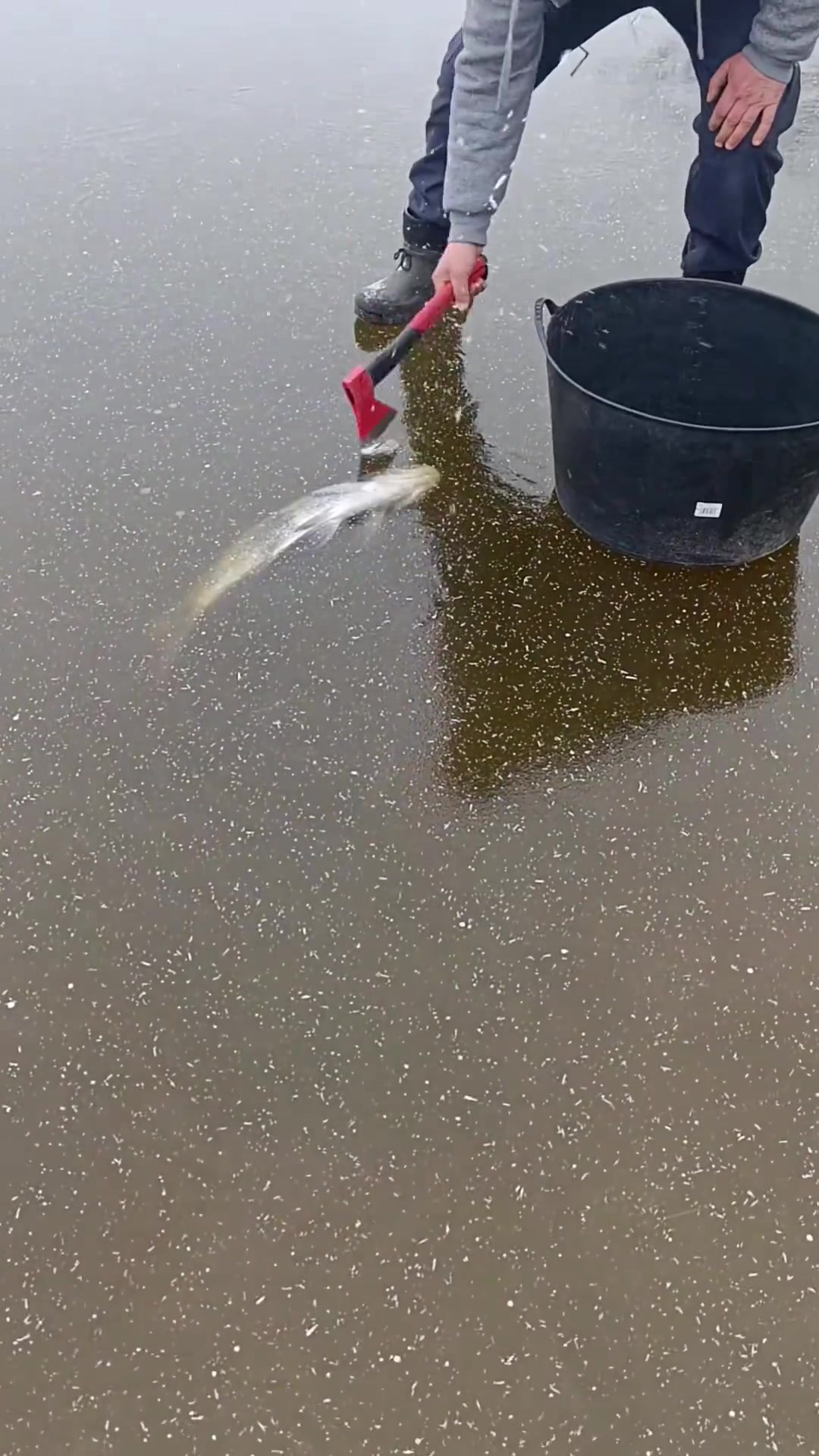问题是这鱼还能吃吗