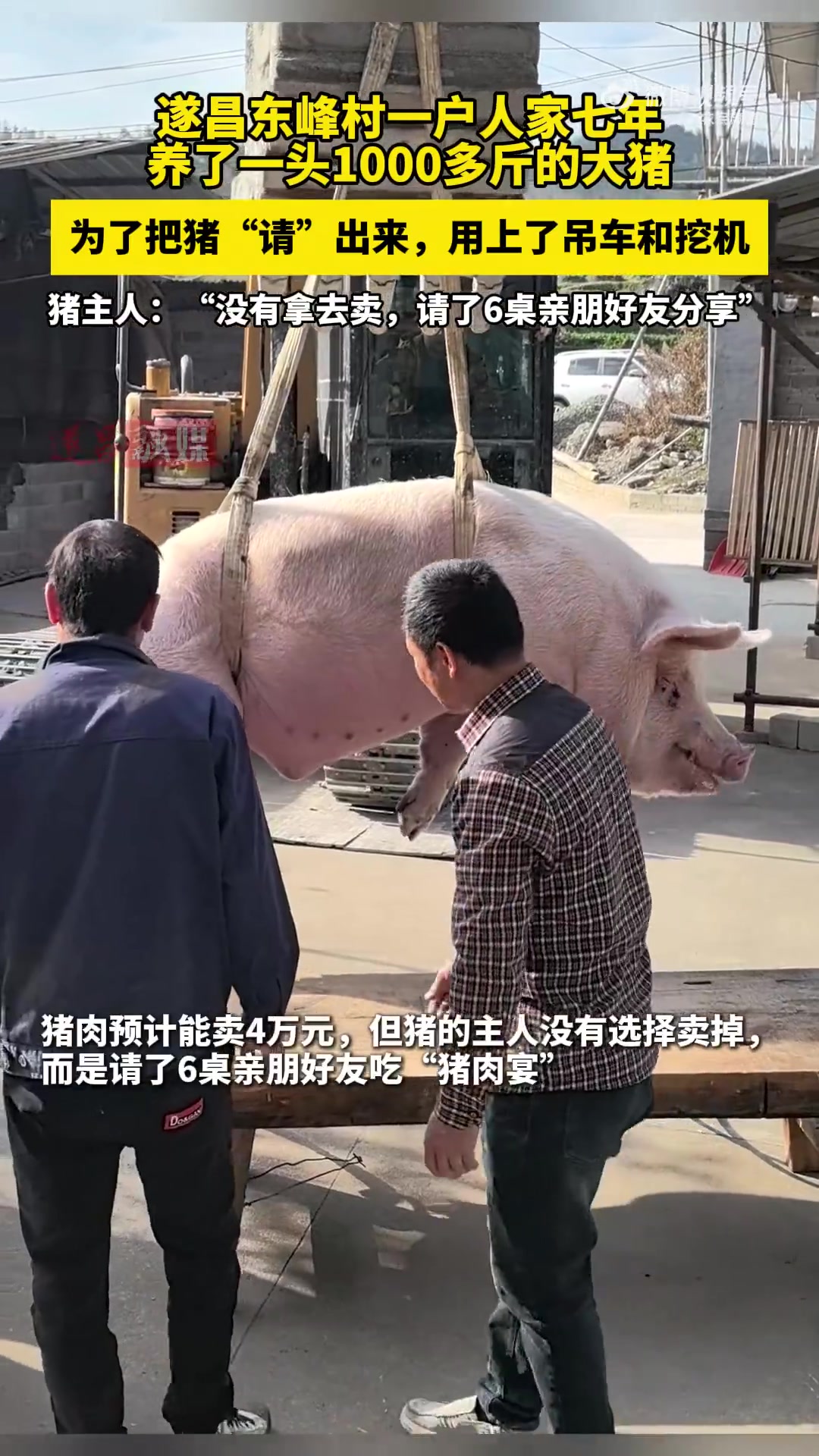 养了七年的大肥猪要出栏了主人没卖直接请大家吃