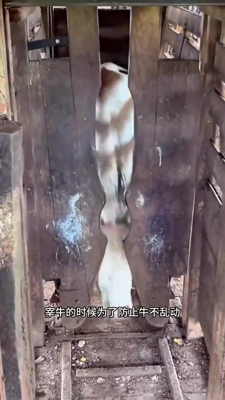 可怜的牛，无法动弹！