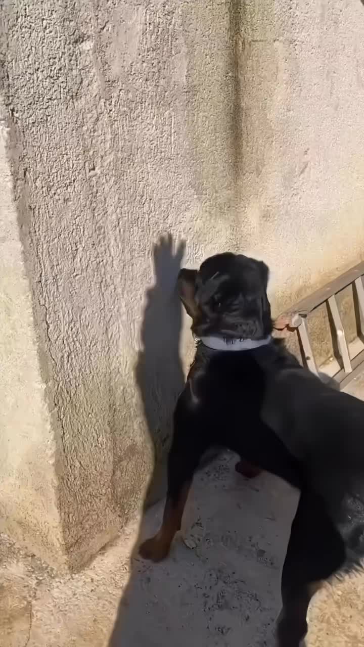 狗狗：还是吃了没文化的亏！