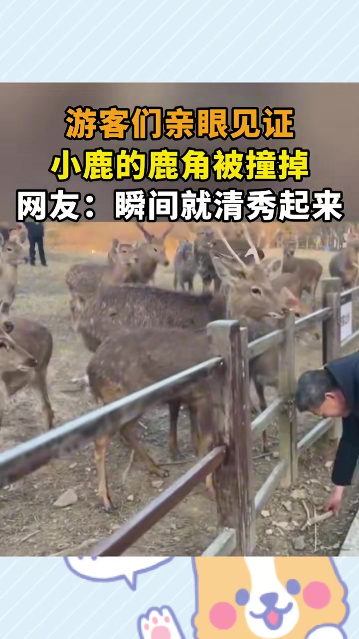 游客们亲眼见证，小鹿的鹿角被撞掉