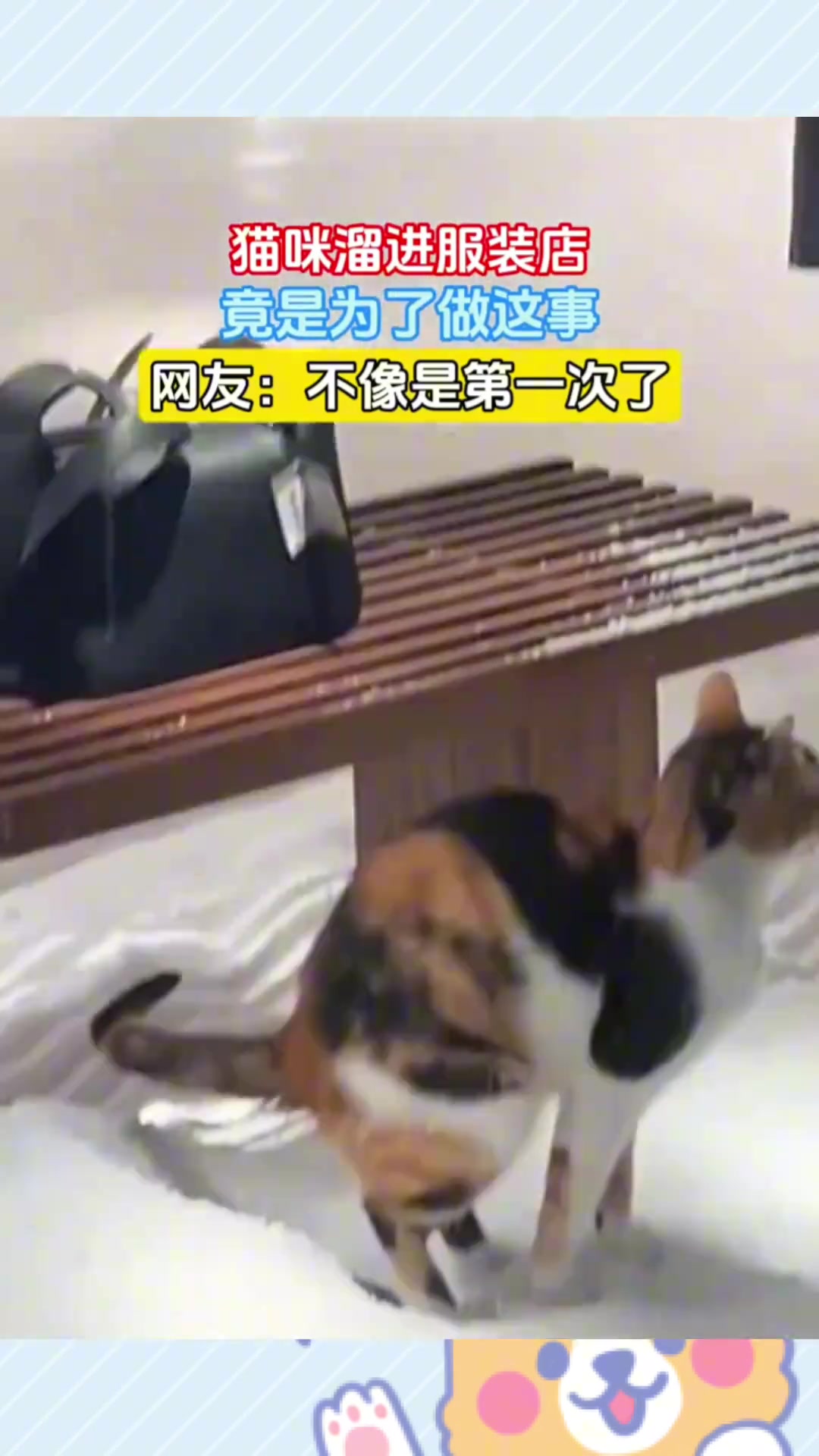 猫咪溜进服装店，竟是为了做这事