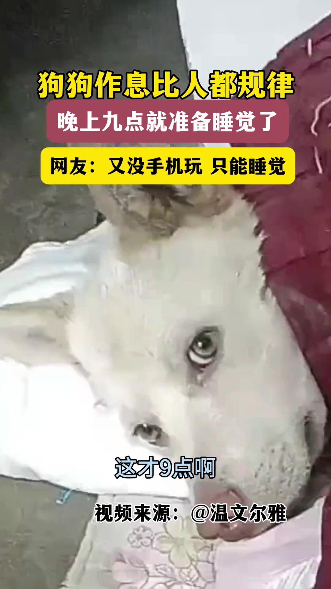 狗狗作息比人都规律，晚上九点就睡觉