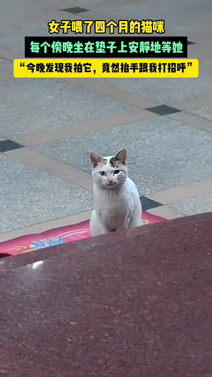 女子喂了四个月的猫咪每个傍晚坐在垫子上安静地等她