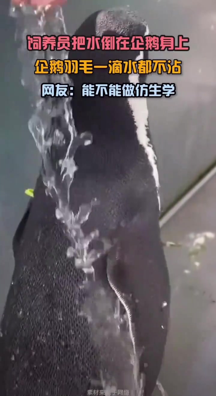 饲养员把水倒在企鹅身上，企鹅羽毛一滴水都不沾