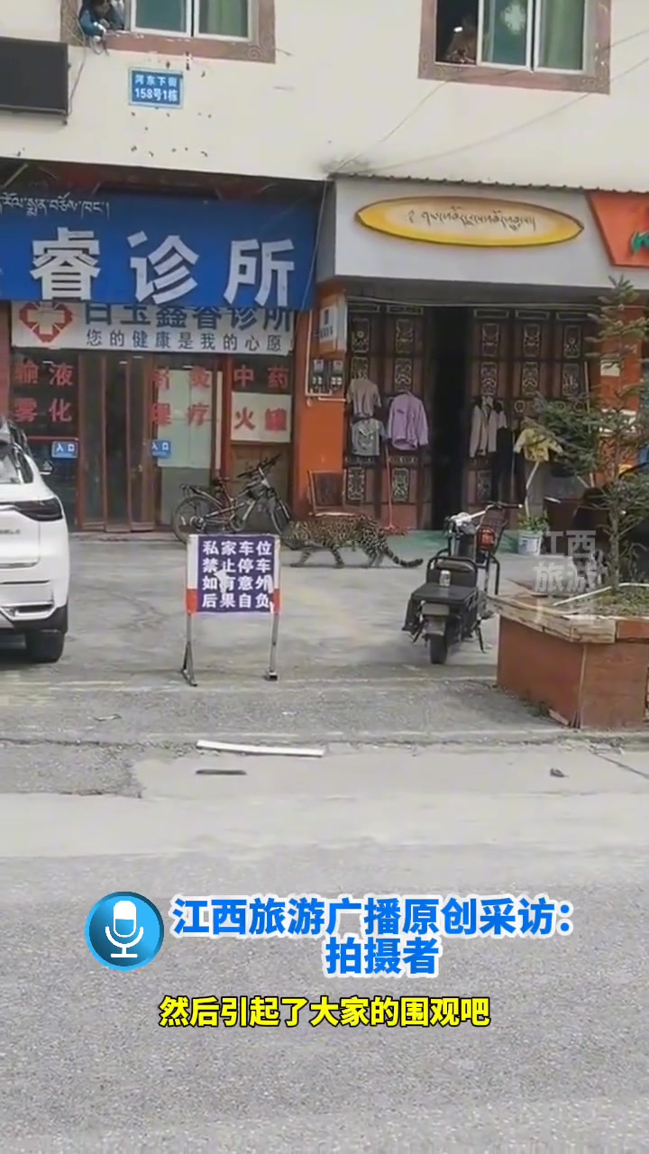 街头突然出现金钱豹