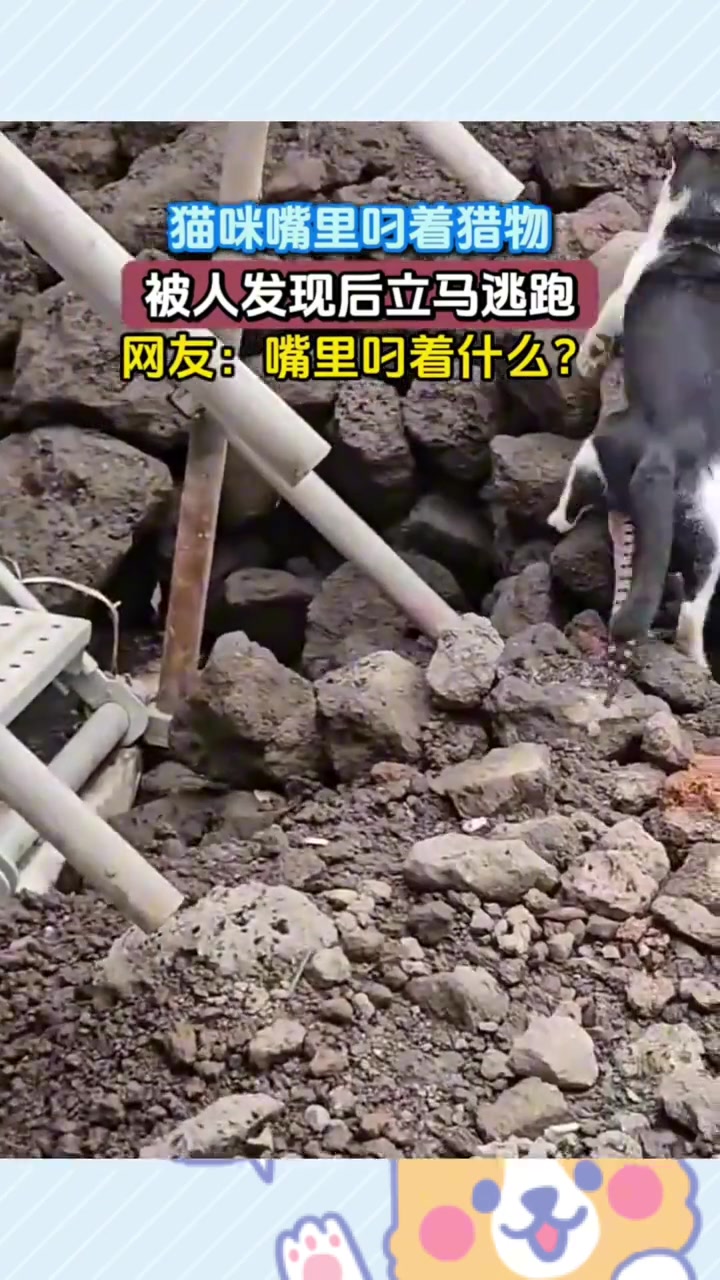 猫咪嘴里叼着猎物，被人发现后立马逃跑