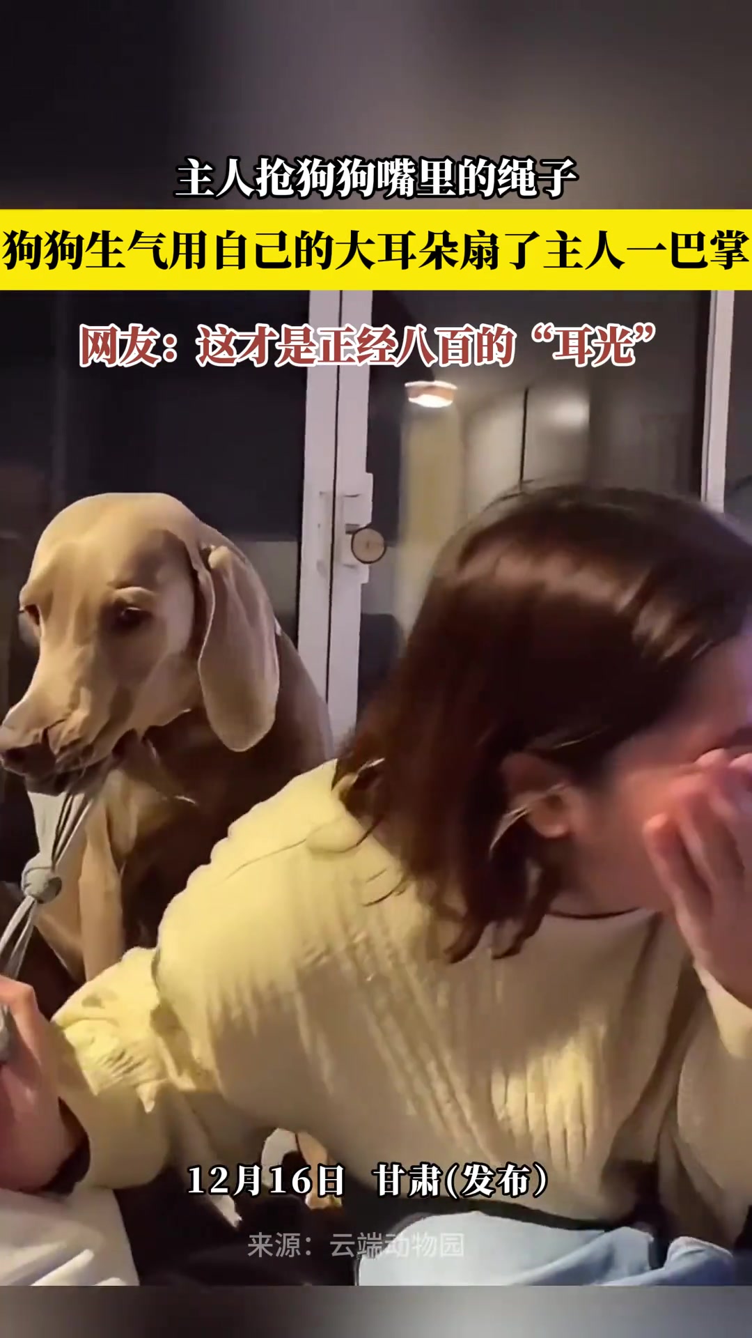 主人抢狗狗嘴里的绳子，狗狗生气用自己的大耳朵扇了主人一巴掌