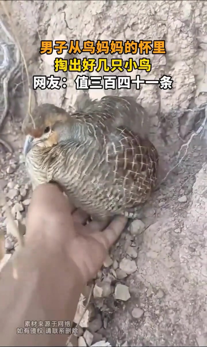 男子从鸟妈妈的怀里掏出好几只小鸟