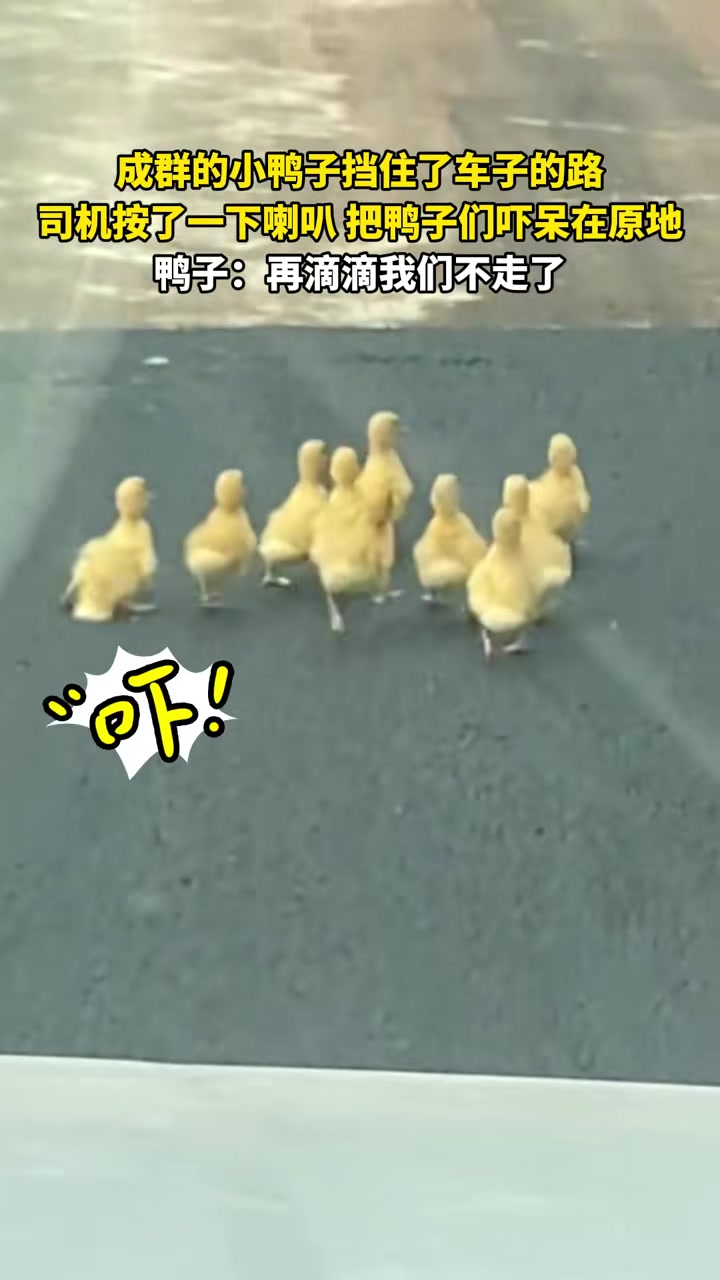 鸭子：再滴滴我们不走了