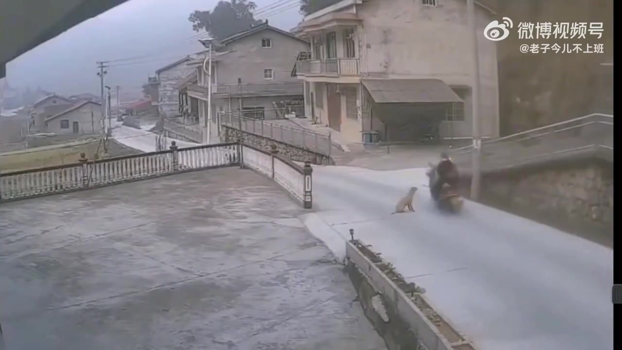 电线杆栓了个狗绳，这主人也是个奇才！