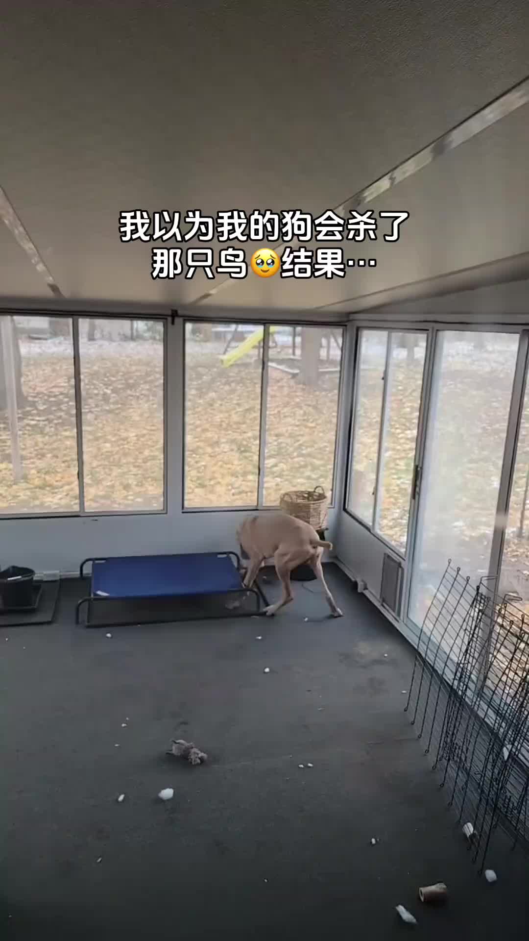 虽然这只狗看着丑，但心里美！
